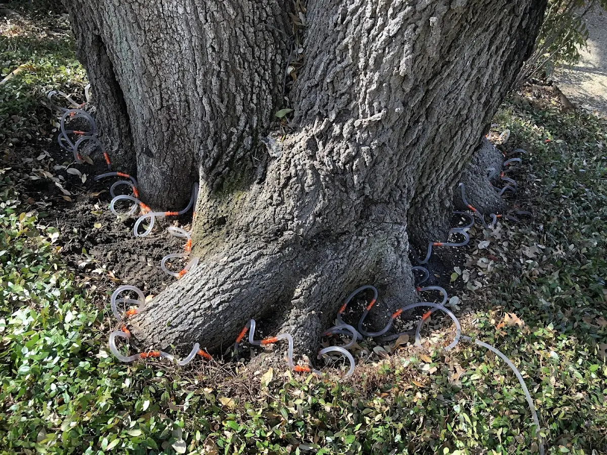 Detailed Tree Cabling and Bracing job site in Tuscaloosa