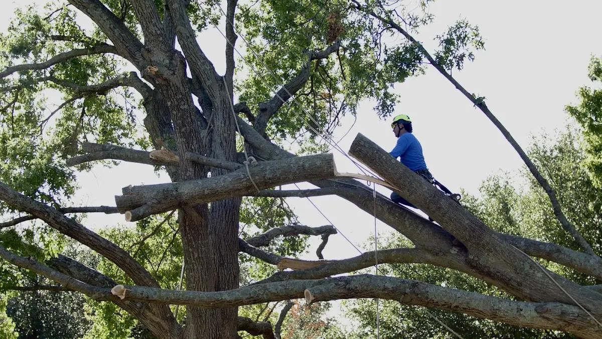 Professional Crown Thinning performed by certified arborists in Tuscaloosa