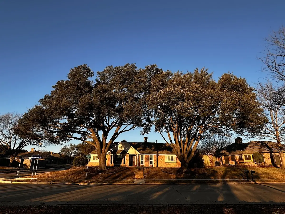 Established residential canopy tree shading a home in Tuscaloosa